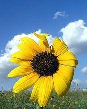 pic for sun flower